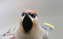 Waxwing